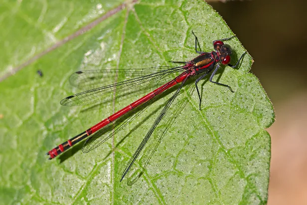 Frühe Adonislibelle