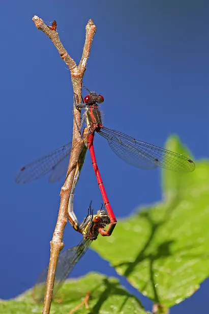 Frühe Adonislibelle
