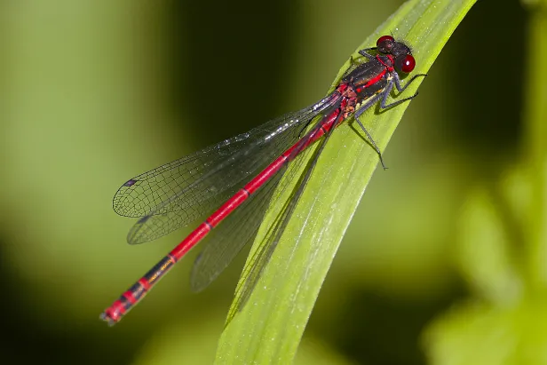 Frühe Adonislibelle
