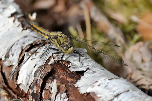 Großer Blaupfeil ♀