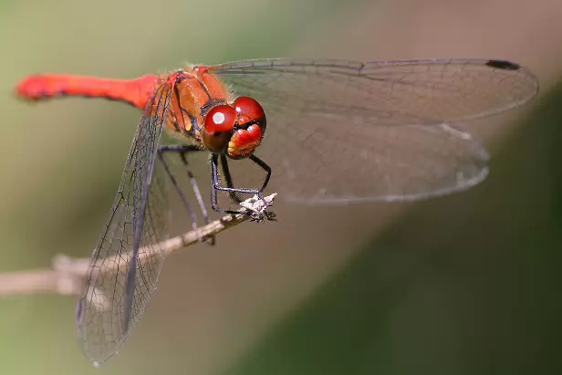 Blutrote Heidelibelle Rundwanderweg Pechüle-Felgentreu