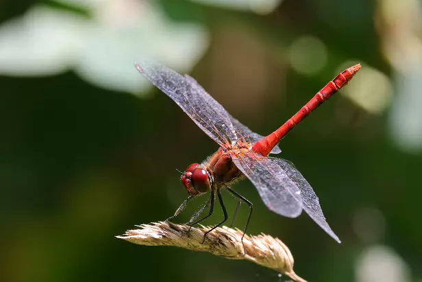 Blutrote Heidelibelle Rundwanderweg Pechüle-Felgentreu