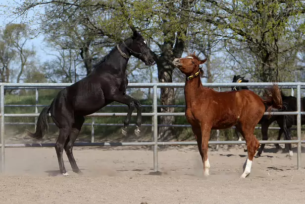 Juinhengste Gestüt Graditz