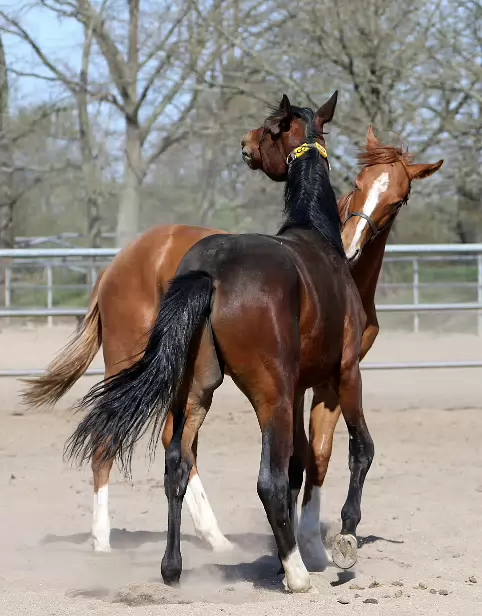 Hengstfohlen Gestüt Graditz