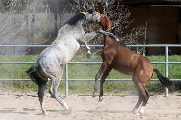 Hengstfohlen Gestüt Graditz