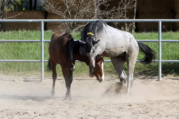 Hengstfohlen Gestüt Graditz