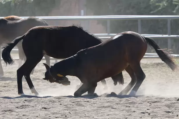 IM7_206876A Gestüt Graditz