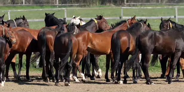 Hengstfohlen Gestüt Graditz
