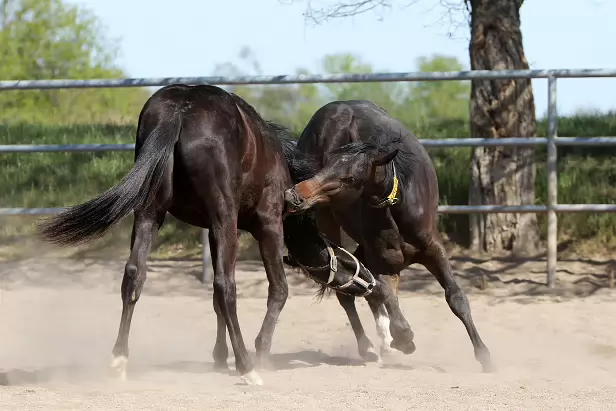 Hengstfohlen Gestüt Graditz