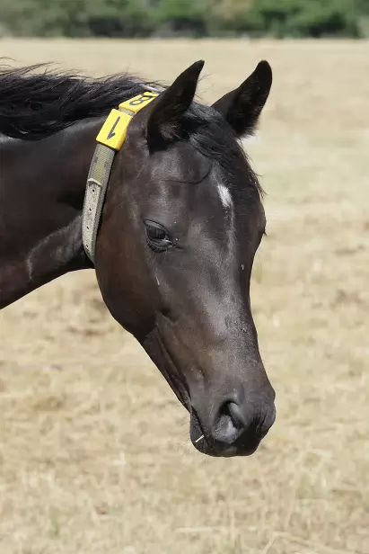 Potrait Gestüt Graditz