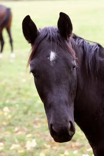 Junghengst Gestüt Graditz
