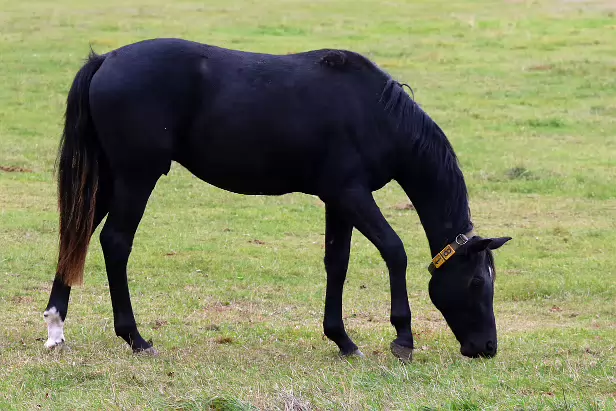 Junghhengst Gestüt Graditz