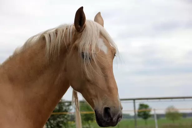 Palomino