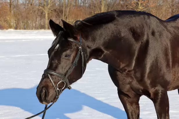 IR5_2026-01-11-1157A