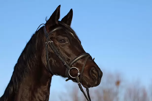 IR5_2026-01-11-2127A