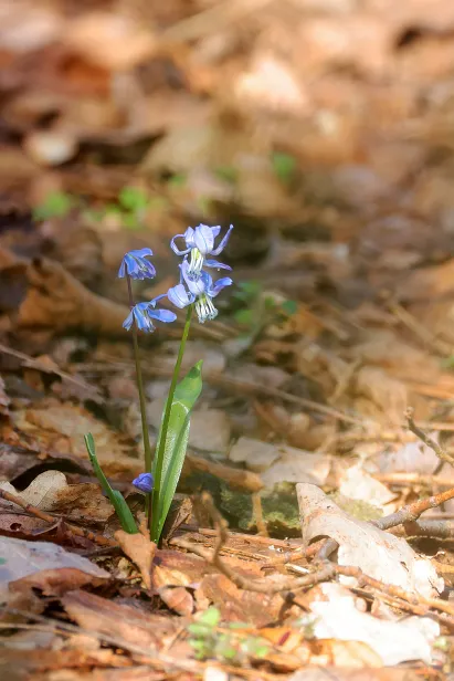 Sibirische Blaustern