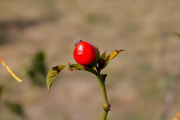 Hagebutte
