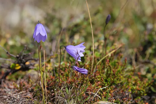 Rundblättrige Glockenblume Campanula rotundifolia