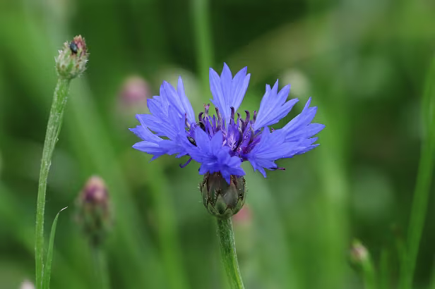 Kornblume