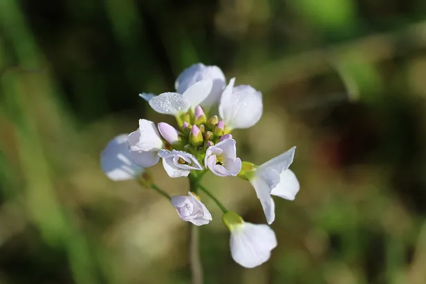 Wiesenschhaumkraut