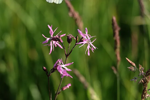 Wiesenblume