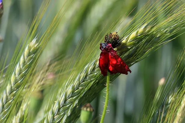 Wiesenblume