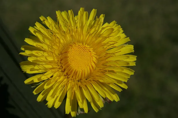 Wiesenblume