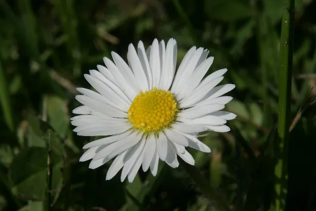 Gänseblümchen