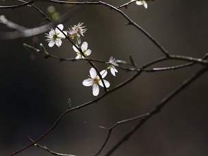 Frühling