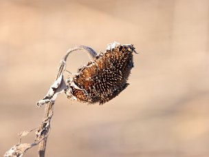 Sonnenblumen