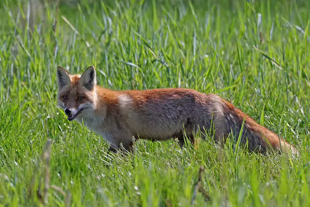 Rotfuchs