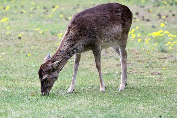 Damhirsch Aussichtsplattform Wildgehege