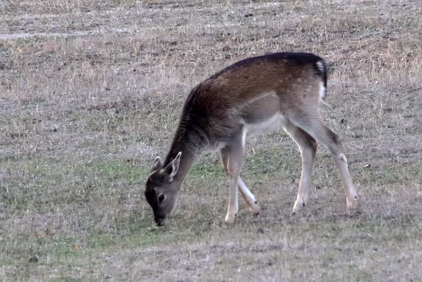 Damhirsch Wildgehege Glauer Tal