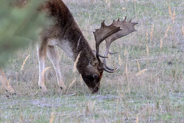 Damhirsch Wildgehege Glauer Tal