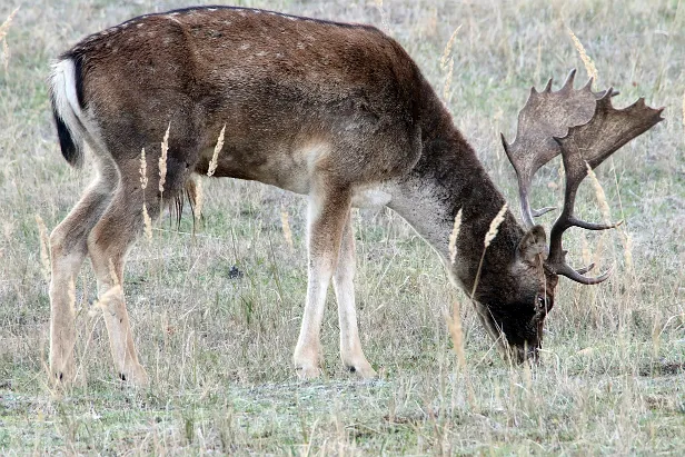 Damhirsch Wildgehege Glauer Tal