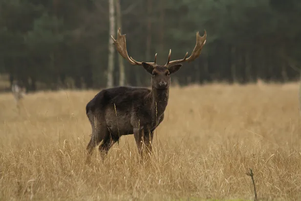 Damhirsch Wildgehege Glauer Tal