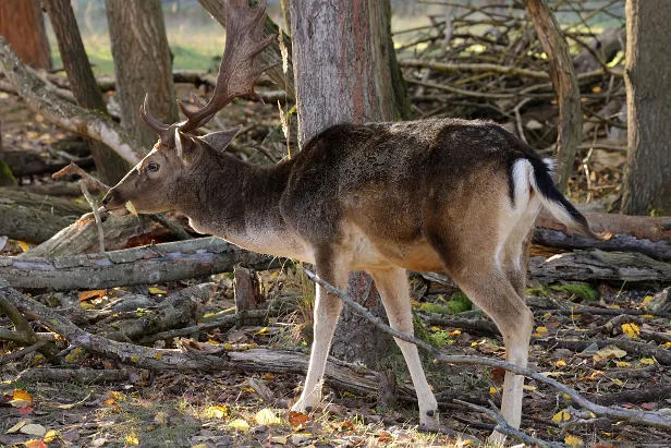 Damhirsch Wildgehege Glauer Tal