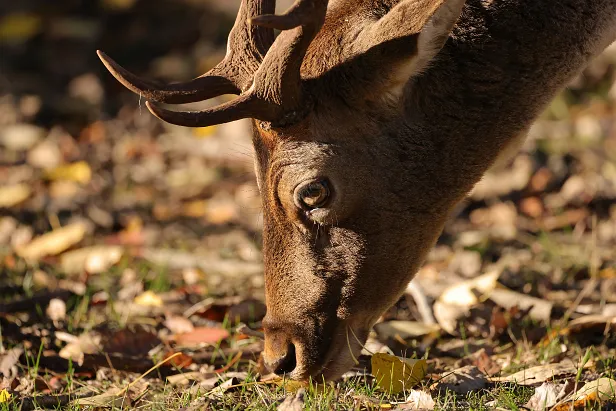 Damhirsch Wildgehege Glauer Tal