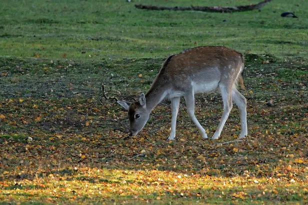 Damhirsch Wildgehege Glauer Tal