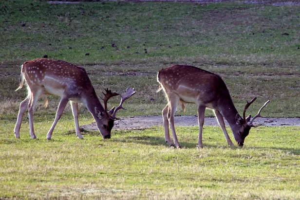 Damhirsch Wildgehege Glauer Tal