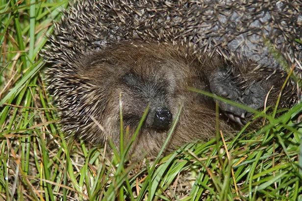 Igel