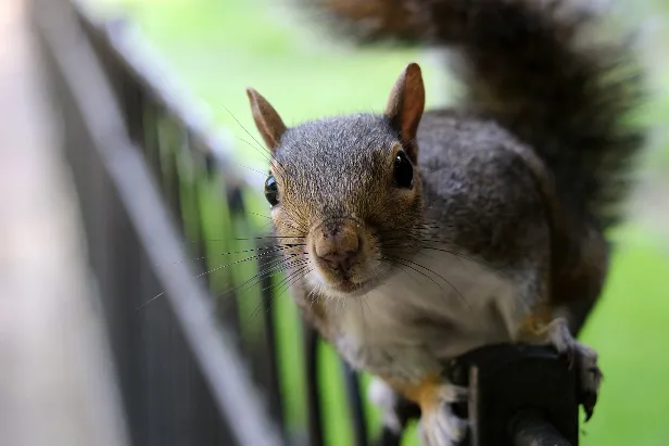 Grauhörnchen