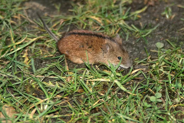 Brandmaus Apodemus agrarius