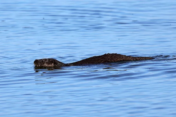 Fischotter Lutra lutra