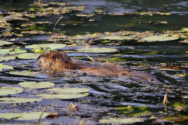 Nutria