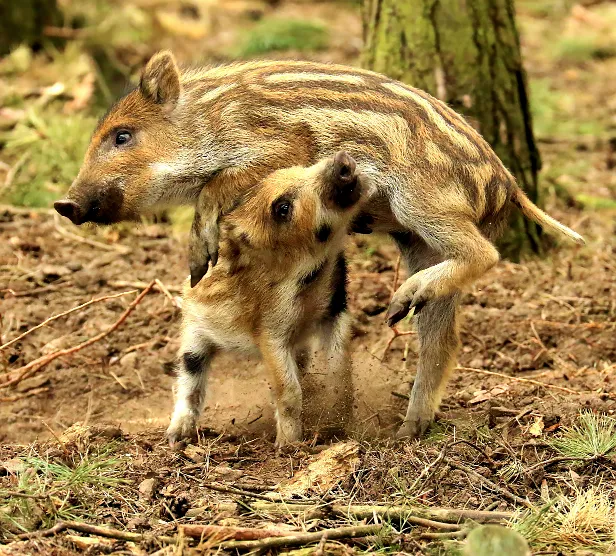 Wildschwein Aussichtsplattform Wildgehege