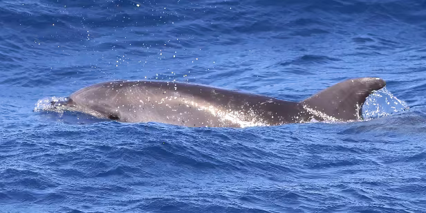 Delfin vor La Palma (Kanaren)