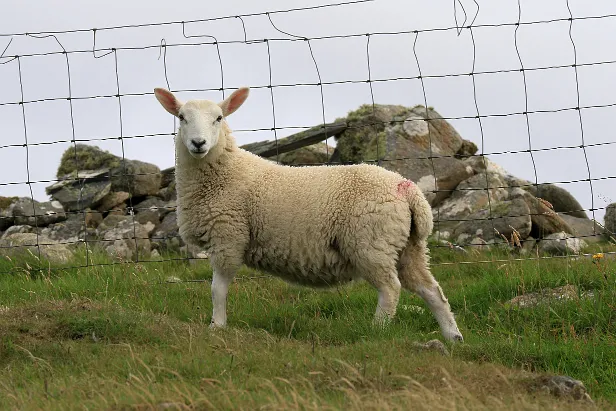 Schaaf