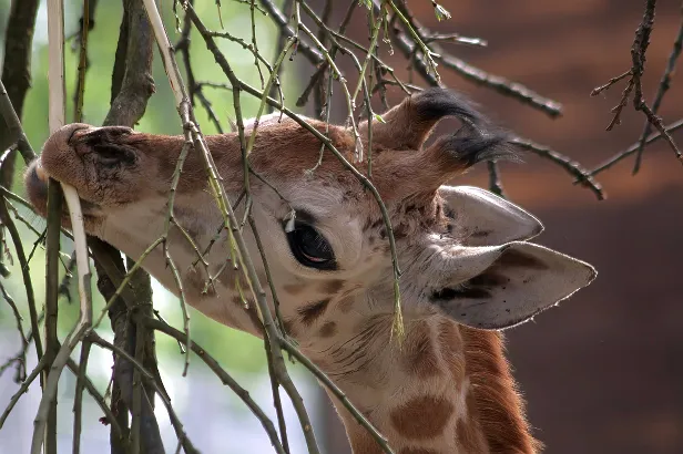 Giraffe