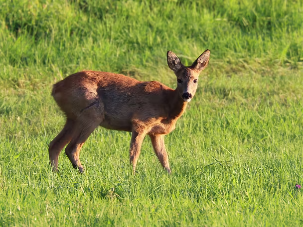 Rehe